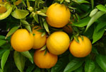 Citrus fruits